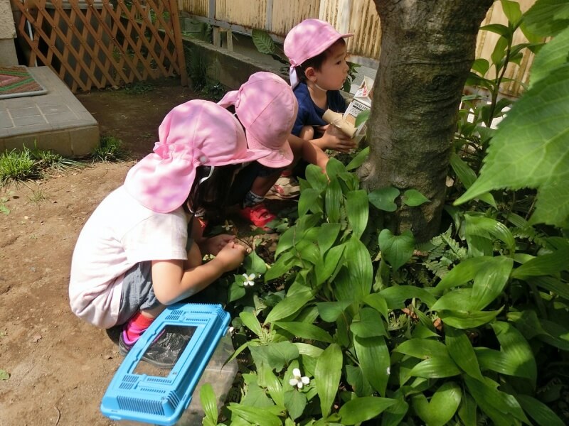 園庭で虫探し